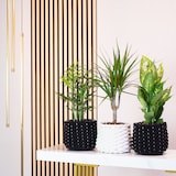 thumbnail of 3er-Set Zimmerpflanzen Chamaedorea, Dieffenbachie, Dracaena - Topf-Ø 12 cm