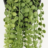 thumbnail of LIGNE DÉCO Plante succulente retombante artificielle 40cm