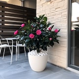 thumbnail of Japanische Kamelie - Camellia Japonica Dr. King Höhe 50-60cm