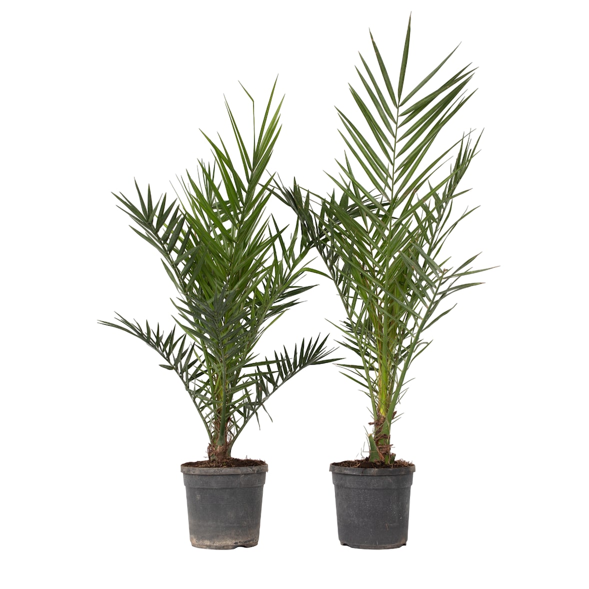 Dadelpalm - Phoenix Canariensis Set van 2 Hoogte 80-100cm