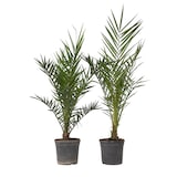 thumbnail of Dadelpalm - Phoenix Canariensis Set van 2 Hoogte 80-100cm