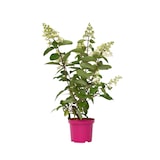 thumbnail of Hortensia paniculé - Hydrangea Pinky Winky Hauteur 25-40cm