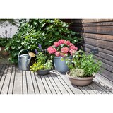 thumbnail of Scheurich Country Star 30, Pflanzschale / Blumentopf / Pflanzkübel, hergestellt aus 100 % recyceltem Kunststoff, 3 Jahre Garantie