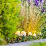 thumbnail of Lumisky 10 Champignons solaires connectés CHAMPY 3.8M Plastique Blanc