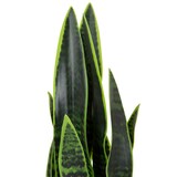 thumbnail of Planta artificial / árbol artificial SANSEVIERIA plástico verde hjh OFFICE
