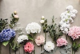 thumbnail of 20x Künstliche Blume - Hortensie Premium, 69 cm, dunkelblau