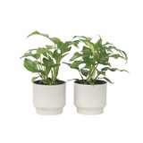 thumbnail of Monstera Minima - Rhaphidophora tétrasperme Set de 2 Hauteur 20-30cm