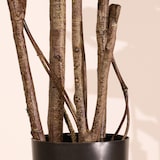 thumbnail of Pianta artificiale Ficus lyrata 180 cm - Naturing Monde - Interni