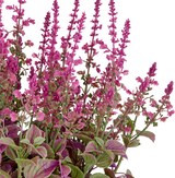 thumbnail of CREATIV green künstliche Pflanze Salvia superba XXL,  im Kunststofftopf,pink, 65cm, UV-beständige