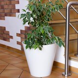 thumbnail of Prosperplast - TUBUS Blumentopf 28,5L - 40x40x37,3cm in Weiß farbe