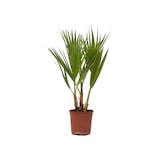 thumbnail of Mexikanische Fächerpalme - Washingtonia Robusta Höhe 50-60cm