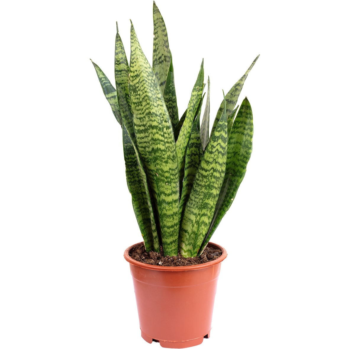 Bogenhanf, pflegeleicht & elegant - Sansevieria zeylanica - ca. 60 cm hoch, Topf-Ø 17 cm