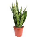 thumbnail of Bogenhanf, pflegeleicht & elegant - Sansevieria zeylanica - ca. 60 cm hoch, Topf-Ø 17 cm