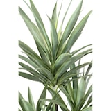 thumbnail of VERT ESPACE plante artificielle yucca rapier 150 cm