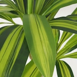 thumbnail of LIGNE DÉCO Dracena artificiel toucher naturel 80cm