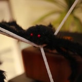 Eine schwarze Spinne mit roten Augen.
