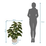thumbnail of Pianta artificiale / Albero artificiale FICUS 3 85 cm Ficus Elastica Albero della gomma Plastica verde hjh OFFICE