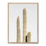 thumbnail of Cuadro cactus saguaro ii Product size: 50x70 cm  impreso en papel de primera calidad de 180gr.