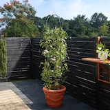 thumbnail of Rosensäule- Rankhilfe 200x40cm