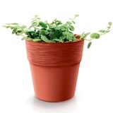 thumbnail of Prosperplast - Maceta FURU - 12,2x12,2x12,2cm en color Blanco