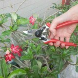thumbnail of SIENA GARDEN 6-KS Premium Premium Alu-Bypassschere