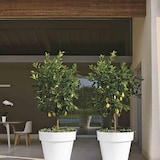 thumbnail of EURO3PLAST Mitu Pac Emmer MITU PAC 100cm antiek