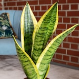 thumbnail of Bogenhanf als Raumluftverbesserer – Sansevieria trifasciata Superba  - 25 cm hoch, Topf-Ø 9 cm