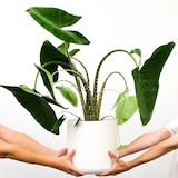 thumbnail of Alocasia Zebrina - Elefantenohr Höhe 140-150cm