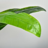thumbnail of Künstliche Bananenstaude, 150 cm, mit Topf und 18 Blättern – Künstliche Pflanze zur Dekoration für Zuhause, Terrasse, Garten und Wohnzimmer