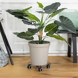 thumbnail of WAGNER Pflanzenroller DRAHT Ø 30 x 6,5 cm, für Innenbereich, Soft-Rollen, Stahl schwarz matt, Tragkraft 60 kg - 20094401