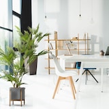 thumbnail of Piante artificiali GOLDFRUCHT Palma verde hjh OFFICE