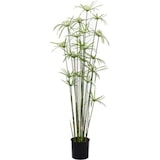 thumbnail of Planta CYPERUS, DE 150 cm de altura, incluye macetero básico de 19,5 cm