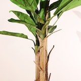 thumbnail of Pianta artificiale ignifuga Banano 220 cm | Naturing Monde - Interno - Fusto naturale