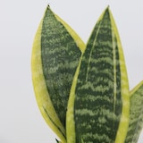 thumbnail of Sansevière - Sansevieria Laurentii Set de 2 Hauteur 30-40cm
