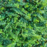 thumbnail of GeckoWall “LAGOS” | Pared de plantas de la selva premium | Revestimiento de paredes para hostelería plantas artificiales | Paneles de pared tropical