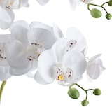 thumbnail of CREATIV green künstliche Pflanze Phalaenopsis, 70cm, "Real Touch"