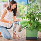 thumbnail of Gusta Garden TOM TOMATO set van 3 donkergroen