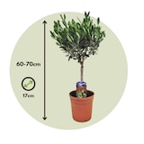 thumbnail of Olivenbaum - Olea Europaea Höhe 60-70cm