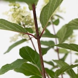 thumbnail of Hortensia paniculé - Hydrangea Pinky Winky Hauteur 25-40cm