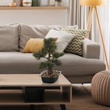 thumbnail of Kunstpflanze / Kunstbaum BONSAI 44 cm grün hjh OFFICE