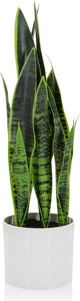 thumbnail of Kunstpflanze / Kunstbaum SANSEVIERIA Bogenhanf 65 cm Kunststoff grün hjh OFFICE