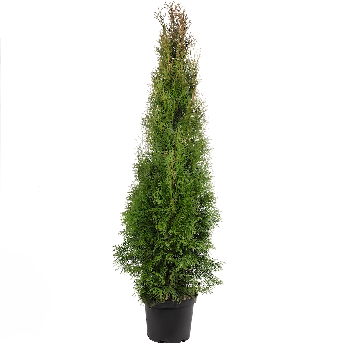 Lebensbaum `Smaragd` C5 - Thuja occidentalis smaragd - Höhe ca. 100-120 cm