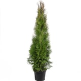 thumbnail of Lebensbaum `Smaragd` C5 - Thuja occidentalis smaragd - Höhe ca. 100-120 cm