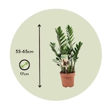 thumbnail of Glücksfeder - Zamioculcas Zamiifolia Höhe 55-65cm