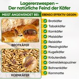 thumbnail of Lagererzwespen gegen Brotkäfer, Reiskäfer & Co. - 4