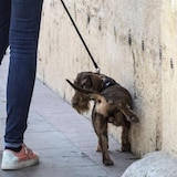 thumbnail of Repelente de urina de longa duração (1L + pulverizador) Previne manchas e odores desagradáveis ​​de urina humana e animal em fachadas e pavimentos