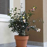 thumbnail of EURO3PLAST Kübel MITU PAC 30 cm anthrazit