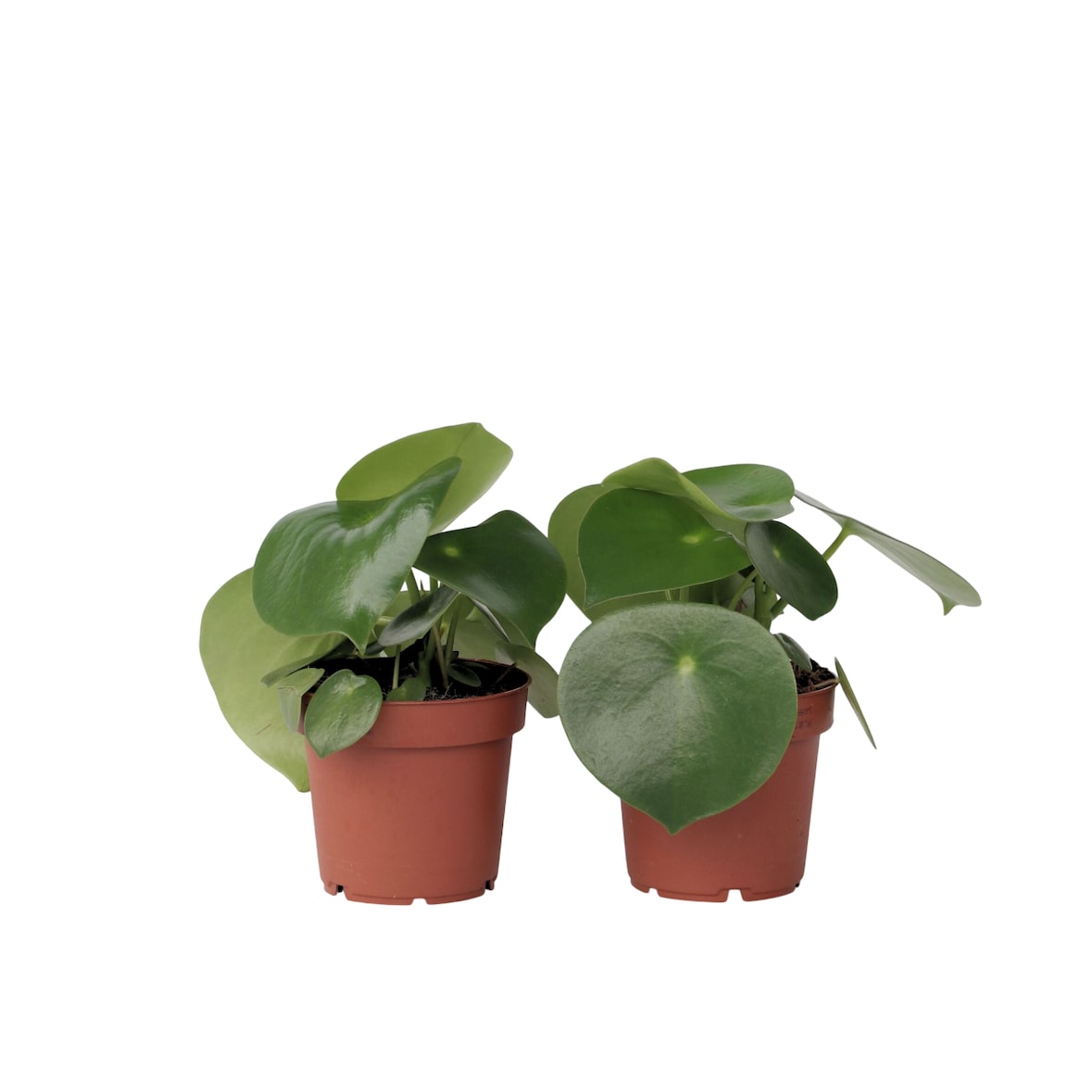 Peperomia Raindrop - Polybotrya Set de 2 Hauteur 20-30cm