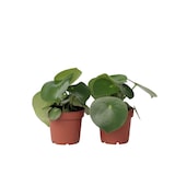 thumbnail of Peperomia Raindrop - Polybotrya Set de 2 Hauteur 20-30cm