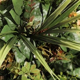 thumbnail of CUADRO VEGETAL ARTIFICIAL Naturing Monde NATACHA - 33 x 33 cm